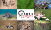 Biodiversity and the Earth BioGenome Project (photos: J. Zwilling/O.Krone/unsplash/EBP)