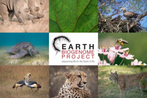 Biodiversity and the Earth BioGenome Project (photos: J. Zwilling/O.Krone/unsplash/EBP) Biodiversity and the Earth BioGenome Project (photos: J. Zwilling/O.Krone/unsplash/EBP)