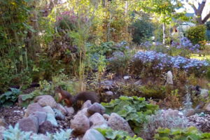 Red squirrel in a private garden in Berlin, recorded by a wildlife camera (photo: Leibniz-IZW)