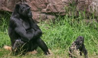 Female Gorilla with 8 month old offspring in zoo
