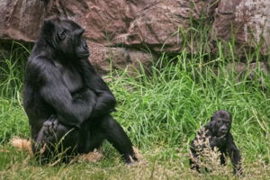 Female Gorilla whith 8 month old offspring in zoo Female Gorilla whith 8 month old offspring in zoo