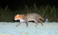 Flat-headed cat (Prionailurus planiceps); Authors: Wilting, Mohamed/ Sabah Wildlife Depatment, Sabah Forestry Department