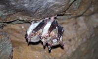 Fledermaus, Großes Mausohr, Foto: M Fritze, Leibniz-IZW