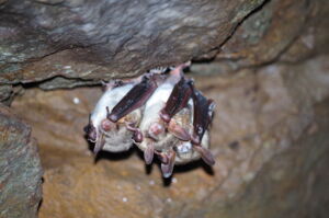 Fledermaus, Großes Mausohr, Foto: M Fritze, Leibniz-IZW Fledermaus, Großes Mausohr, Foto: M Fritze, Leibniz-IZW