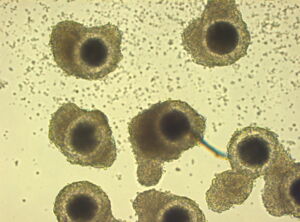 Freshly isolated African lion oocytes, Foto: J. Zahmel Freshly isolated African lion oocytes, Foto: J. Zahmel
