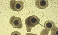 Freshly isolated African lion oocytes, Foto: J. Zahmel