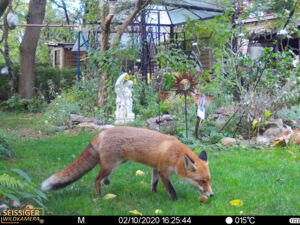 Red Fox, Garden in Berlin, Camera Trap, Foto: Leibniz-IZW Red Fox, Garden in Berlin, Camera Trap, Foto: Leibniz-IZW