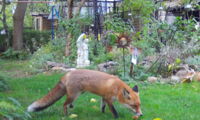 Red Fox, Garden in Berlin, Camera Trap, Foto: Leibniz-IZW