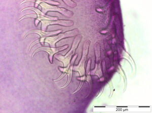 Head of a tapeworm Taenia sp. Picture: I. Lesniak/Leibniz-IZW Head of a tapeworm Taenia sp. Picture: I. Lesniak/Leibniz-IZW