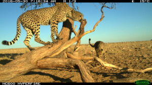 Cheetahs / Author: Leibniz-IZW, Cheetah Project Namibia Cheetahs / Author: Leibniz-IZW, Cheetah Project Namibia