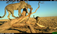 Cheetahs / Author: Leibniz-IZW, Cheetah Project Namibia
