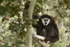 Gibbon, Photo: Linda Tanner Gibbon, Photo: Linda Tanner