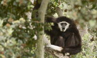 Gibbon. Photo: Linda Tanner