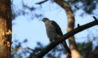 Northern goshawk in Berlin (Photo: Oliver Krone)