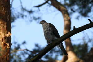 Northern goshawk in Berlin (Photo: Oliver Krone) Northern goshawk in Berlin (Photo: Oliver Krone)