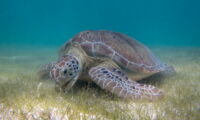 Green sea turtle (By P.Lindgren - Own work, CC BY-SA 3.0, https://commons.wikimedia.org/w/index.php?curid=27611674)