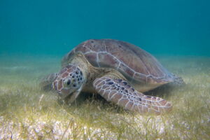 Green sea turtle (By P.Lindgren - Own work, CC BY-SA 3.0, https://commons.wikimedia.org/w/index.php?curid=27611674) Green sea turtle (By P.Lindgren - Own work, CC BY-SA 3.0, https://commons.wikimedia.org/w/index.php?curid=27611674)