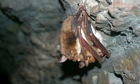 Greater mouse-eared bat (photo: Karin Schneeberger)