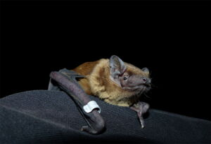 Nyctalus noctula. Photo: M. Röleke/IZW Nyctalus noctula. Photo: M. Röleke/IZW