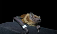 Nyctalus noctula. Photo: M. Röleke/IZW