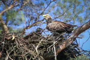 White-tailed sea eagle with fledgling in nest. Photo: Oliver Krone White-tailed sea eagle with fledgling in nest. Photo: Oliver Krone