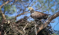 White-tailed sea eagle with fledgling in nest. Photo: Oliver Krone