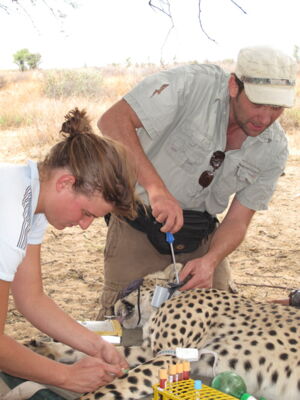 Handling cheetah, Author: Wachter / Leibniz-IZW Handling cheetah, Author: Wachter / Leibniz-IZW