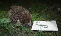 Hedgehog monitoring in a Berlin park (Photo: Anne Berger)