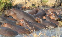 Congregation of hippos in one of the last suitable pools during the end of the dry season in Ruaha National Park (Tanzania). Photo: Claudia Stommel/IZW