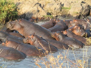 Congregation of hippos in one of the last suitable pools during the end of the dry season in Ruaha National Park (Tanzania). Photo: Claudia Stommel/IZW Congregation of hippos in one of the last suitable pools during the end of the dry season in Ruaha National Park (Tanzania). Photo: Claudia Stommel/IZW