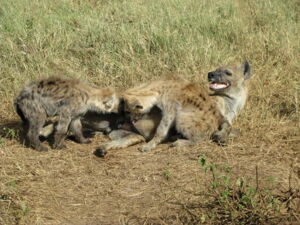 Spotted hyena twin siblings competing for access to maternal milk in the Serengeti National Park (Tanzania). Photo: S. Benhaiem/IZW Spotted hyena twin siblings competing for access to maternal milk in the Serengeti National Park (Tanzania). Photo: S. Benhaiem/IZW