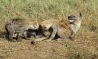 Spotted hyena twin siblings competing for access to maternal milk in the Serengeti National Park (Tanzania). Photo: S. Benhaiem/IZW