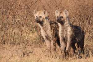 Young spotted hyena twin brothers in Ngorongoro Crater. They will likely join the same clan to breed. Copyright: Hoener OP/Leibniz-IZW Young spotted hyena twin brothers in Ngorongoro Crater. They will likely join the same clan to breed. Copyright: Hoener OP/Leibniz-IZW
