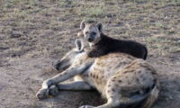 Hyena cubs (photo: Sarah Benhaiem)