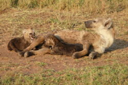 Spotted hyenas. Foto: IZW Spotted hyenas. Foto: IZW