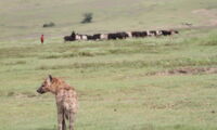 Spotted hyena with Maasai pastoralist and cattle in Ngorongoro Crater (Photo: Oliver Höner)