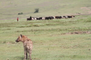 Spotted hyena with Maasai pastoralist and cattle in Ngorongoro Crater (Photo: Oliver Höner) Spotted hyena with Maasai pastoralist and cattle in Ngorongoro Crater (Photo: Oliver Höner)