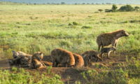 Hyenas at clan communal den in Tanzania (photo: Sarah Benhaiem)