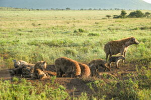 Hyenas at clan communal den in Tanzania (photo: Sarah Benhaiem) Hyenas at clan communal den in Tanzania (photo: Sarah Benhaiem)