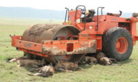 Spotted hyenas adapt well to changes in their environment. Here, a clan of hyenas in the Ngorongoro Crater (Tanzania) quickly declared a broken-down roller as their new favorite resting place. Photo by Oliver Höner/Leibniz-IZW