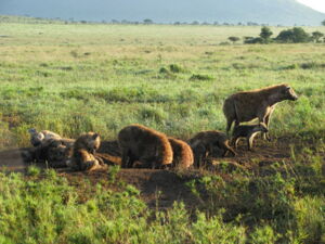 Hyenas at clan communal den, Autor: Sarah Benhaiem/Leibniz-IZW Hyenas at clan communal den, Autor: Sarah Benhaiem/Leibniz-IZW