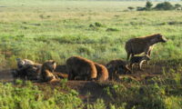 Hyenas at clan communal den, Autor: Sarah Benhaiem/Leibniz-IZW