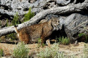 Foto: Iberian lynx; Ex-situ Iberian lynx program