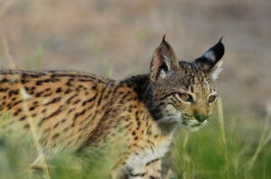 Photo: Iberian lynx; Ex-situ Iberian lynx program Photo: Iberian lynx; Ex-situ Iberian lynx program