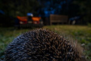Hedgehog in a private garden in Berlin (photo by Jon A. Juarez)