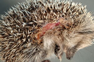 Hedgehog with cut injuries (photo: Editha Schneider) Hedgehog with cut injuries (photo: Editha Schneider)
