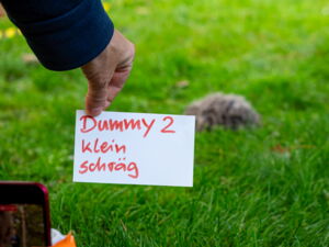 Hedgehog safety tests by Leibniz-IZW, CTS and c't (photo by Berti Kolbow-Lehradt)