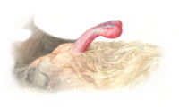 Illustration of the penis of the common serotine bat (illustration by Taisiia Kravchenko)