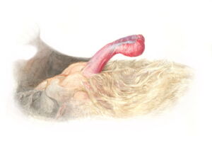 Illustration of the penis of the common serotine bat (illustration by Taisiia Kravchenko)