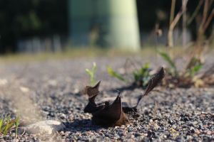 Killed bats on wind turbine, Foto: Christian Voigt, Leibniz-IZW Killed bats on wind turbine, Foto: Christian Voigt, Leibniz-IZW